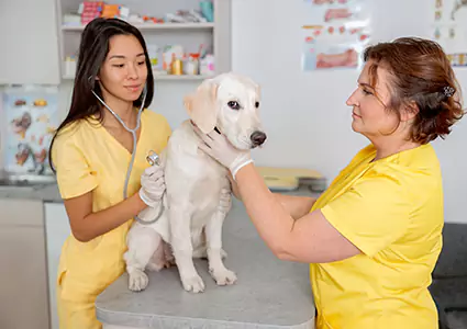 Veterinary Compounding